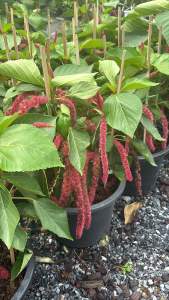 #ต้นหางกระรอกแดง (Acalypha hispida) ซึ่งมีลักษณะเด่นคือดอกสีแดงสดห้อยยาวคล้ายหางกระรอก ข้อมูลสำหรับการซื้อ: ชื่อวิทยาศาสตร์: Acalypha hispida Burm.f.  ชื่อสามัญ: Chenille copper leaf Red hot cats tail Puzzy Tail Chenille Plant Monkey Tail  การดูแล: ช