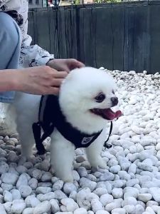 [COD&READY]  Dog Harness Dog Leash and collar Dog Vest Reflective dog leash with harness for dog