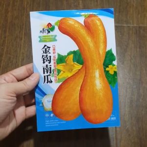 Hạt giống bí ngô trái dài vỏ vàng bí đỏ trái dài vỏ vàng hạt giống nhập khẩu