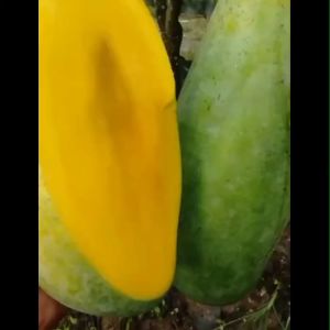 Bibit Tanaman Mangga Mahatir Buah Besar