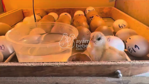 Telur Fertil atau DOC Ayam Elba atau White Leghorn | AyamBebek.com [PRE-ORDER]