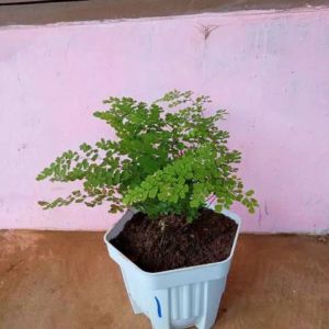 Pohon Suplir Tanaman Hias Suplir Pohon Pakis Suplir Murah