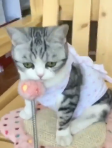 Áo chống liếm cho Chó mèo bằng vải thun lạnh siêu thoáng mát - Hara Pet Store