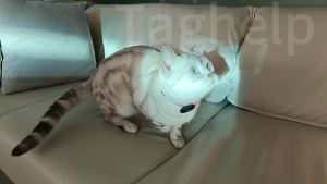 Grid Cloth Breakaway Cat Collar with QR Code Smart ID Tag & AirTag Holder