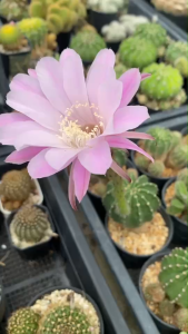 อิชินอปซิสไฮบริด แองเจิล แคคตัส กระบองเพชร cactus ไม้เมล็ด ดอกชมพูอมม่วง สีดอกได้จากการผสมเกษรต้นแม่ตามภาพ ไม้เล็ดในการถาง 3 นิ้ว ส่งทั้งกระถาง