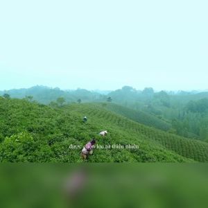 60 gói Trà Mát Gan Diệm Hồng Các - Hỗ Trợ Thanh Lọc Bảo Vệ Gan Giảm Nóng Gan thành phần thiên nhiên