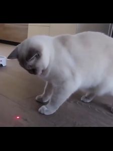 SG【READY STOCK】 ✅laser pointer USB rechargeable laser pointer powerful teaching pointer lase Laser pointer for cats and dogs