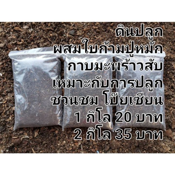 สุดยอด 6 อันดับ ดินปลูกและวัสดุเพาะปลูกที่ดีที่สุดสำหรับต้นไม้ของคุณในปี 2025