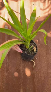 Cây Đại Tướng Quân - Tổng thể tầm 30+ cm - Có hoa đẹp và công dụng dược liệu!