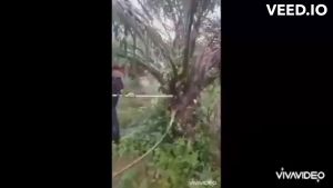 อุปกรณ์เก็บเกี่ยวปาล์มน้ำมัน เครื่อตัดปาล์มน้ำมัน ความยาวรวมคนได้ 4.80 เมตร มีหัวเปลี่ยนทั้งเสียม เคียว ใบเลื่อย มีอนุสิทธิบัตร