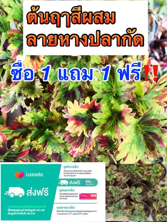 ignus - 🔥🏃♂️ ignus road runners... ซื้อ1แถม1 ฟรี‼️ ฤษีผสม (Coleus) นิยมนำมาปลูกเป็นไม้กระถางประดับในบริเวณ ...