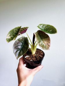 ต้น Alocasia Cuprea Pink ล๊อตลุ้นลายด่าง ขนาด 4 นิ้ว