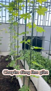 10 Ống thép bọc nhựa chính hãng Daim dài 210 chuyên dùng làm giàn cho cây leo