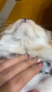 Cassiel Pet Obat Hewan Pengobatan Dan Anti-Nyamuk Dan Kutu Repelan Spot Anti-Kutu Anti-Gatal Obat Cacing Untuk Kucing & Anjing