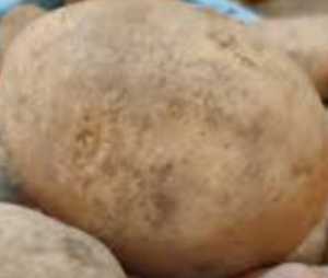 KENTANG KUNING DAN BESAR RP 8.500 / 500 GRAM