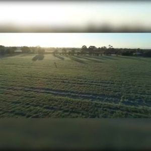 ORGANIC BARLEY GRASS JUICE POWER PERU BARLEY GRASS Barley grass powder organic Healthy Navitas pure barley powder