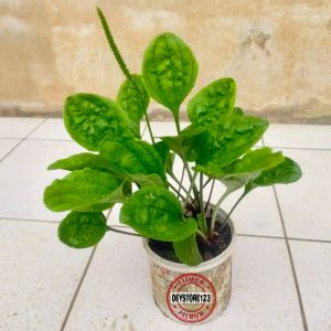 Bibit daun sendok tananaman kiurat isi 7 pohon