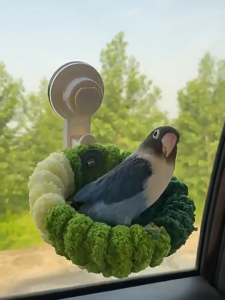 เตียงนอนนกแก้วแบบดูดติดกระจก มีที่ดูดสุญญากาศ รังนกผ้าขนนุ่มอบอุ่น สําหรับฤดูหนาว เลิฟเบิร์ด พาราคีต บัดจี ใช้งานง่าย