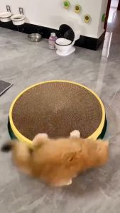 Ready Stock: COD Cat Toy Scratch Board & Scratch Resistant Cat Toy - Inspire Cat Curiosity & Fun Supplies for Cats