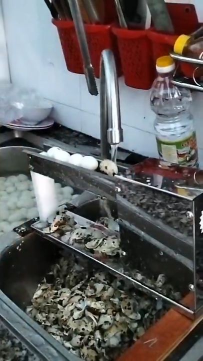 [HCM]Máy bóc vỏ trứng cút - máy lột vỏ trứng cút mini