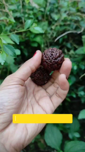 Jenitri rudraksha Besar Jumbo bagus