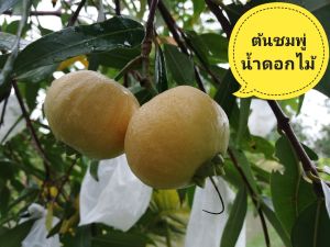 ต้นชมพู่น้ำดอกไม้ พันธุ์เพชรน้ำบุษย์ จากกิ่งตอน ต้นพร้อมปลูกติดผลเร็ว ชมพู่โบราณ กลิ่นหอมมากที่สุด