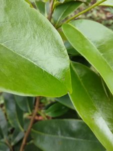 daun sirsak  segar 250 gram yang banyak manpaan dan hasiatnya