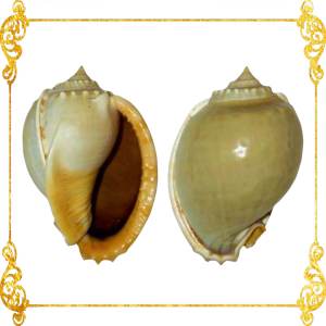Glucum Phallium | Grey Bonnet | 2.5 - 3 Inches