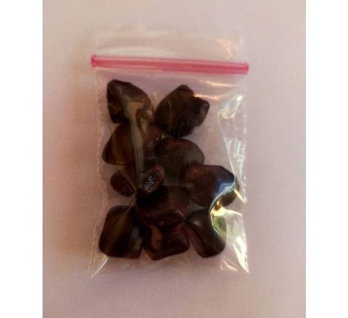 Sweet Tamarind/Sampaloc Seeds for planting (10Seeds) | Lazada PH