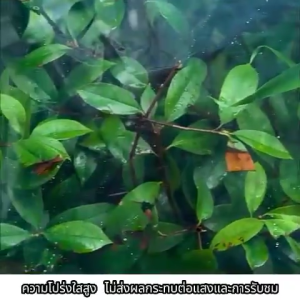 (SALE) พลาสติกคลุมโรงเรือน PE พลาสติกคลุมโรง กรีนเฮ้าส์ พลาสติก Greenhouse film (เกรด A) หนา 120/150/200 ไมครอน uv 7% เหมาะสำหรับงานกันซึมหลังคาเรือนกระจก กันสาดอาคาร