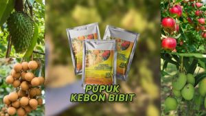 Pupuk Kebon Bibit Untuk Semua Tanaman 3x Lebih Cepat Berbuah Beli 1 Gratis 1