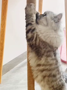 GREENIKA เชือกป่านธรรมชาติ นทำที่ลับเล็บแมว DIY 50เมตร/ม้วน เชือกมะนิลา แข็งแรง ปลอดภัยต่อสัตว์เลี้ยง 6/10/12 มิล