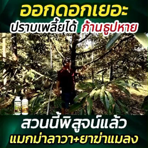 ปุ๋ยน้ำลาวา 1 ลิตร 3 ขวด สูตรเร่งการเจริญเติบโตของพืช ผลดก ผลโต ติดดอกขั่วเหนียวเน้น ใบใหญ่ ใบหนาเขียวเข้ม