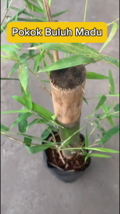 Pokok Buluh Madu Rebung Madu Bamboo Plant  Gigantochloa Albociliata Outdoor Plant Live Plant SHS Kebun