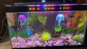 Bể cá cỡ lớn 50x25x30cm kèm lọc thác nước phong thủy kèm đèn led (tuỳ chọn option) - Bể cá trang trí nhà cửa