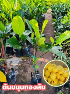 ต้นขนุนทองส้ม ( ทาบกิ่ง ) ต้นพันธุ์สูง70-80ซม.ลำต้นแข็งแรง ทาบกิ่งแผลแห้งสนิท ปลูก 1-2 ปีเริ่มให้ผลผลิต โดยเนื้อเนื้อมีสีเหลืองทอง รสชาติหวาน หอม เนื้อแห้งกรอบ อร่อย