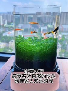 TUMBUH CEPAT (ISI 3X10 GRAM) - Bibit Rumput Air Dekorasi Aquarium Landscape Ornament 10g