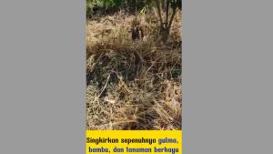 RED MAGIC PLUS Herbisida 1 LITER PEMBASMI GULMA ORIGINAL