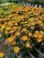 Chậu cây hoa Cúc Pico cho hoa màu vàng đóm đỏ - Chrysanthemum - Chậu hoa lớn 15-18cm - Cây đang hoa nụ - dễ chăm sóc. 