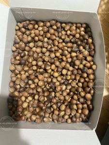 Hạt dẻ rừng tươi hạt tự nhiên 1kg tỷ lệ hạt mẩy cao