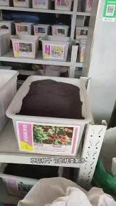 （爆款种子）草坪种子庭院别墅工程绿化四季常青狗牙根高羊茅马尼拉黑麦草种籽