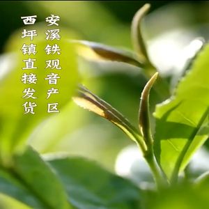 2023 Spring Anxi Tieguan Yin  Fresh and Sweet Slimming and Beauty 250g 安溪春季清香型铁观音