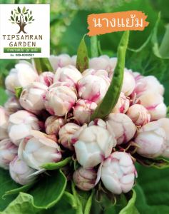 นางแย้ม ไม้พุ่มดอกหอม กลิ่นเหมือนดอกมะลิ ออกดอกเป็นพุ่ม ประกอบด้วยดอกเล็กๆจำนวนมาก