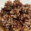 Natural Dried Pine Cone/Pinecone/Nenas Batu/松果/Batu Nenas. 