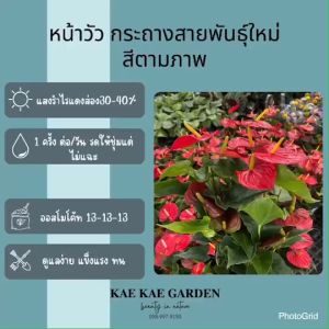 ดอกหน้าวัว Kae Kae Garden สีชมพู ความรักมั่นคง ปลูกง่าย ทนทาน