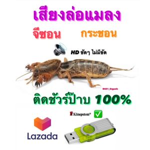 เสียงล่อแมง จีซอน เสียงต่อแมงกระชอน แฟลชไดร์ฟเสียงต่อแมงกระชอน แมงจีซอน เสียงแมงจีซอน ไม่มีโฆษนา เปิดยาวๆล่อได้ทั้งคืน