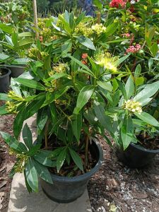 รักแรกพบสีเหลือง กระถาง 11 นิ้ว ต้นสวยและแข็งแรง(กทม)