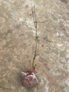 Cây nàng nàng trứng ếch siêu to nhanh có trái