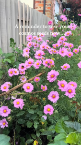 Benih COSMOS DAYDREAM (isi-5) - Biji Bunga