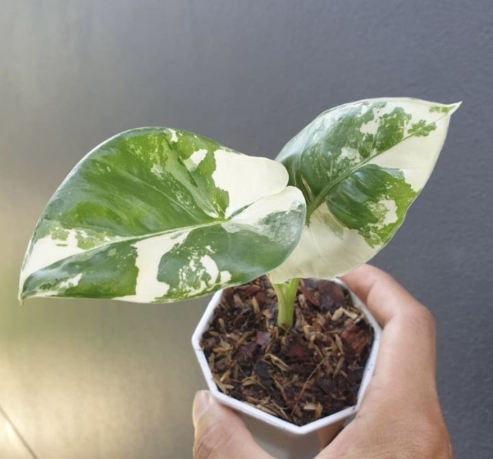 บอนกระดาดยักษ์ 💥 บอนกระดาษด่าง (ของแท้) ต้นแข็งแรง ต้นบอล เหมาะแต่งสวย ...